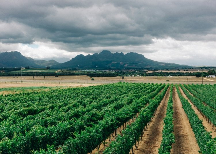 Africa’s Fertilizer Dependence is an Industrial Problem with Industrial Solutions