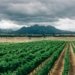 Africa’s Fertilizer Dependence is an Industrial Problem with Industrial Solutions