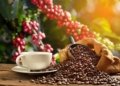 Ethiopia Tops $3 Billion in Annual Coffee Export Revenue for the First Time