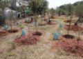 South Africa’s Billion-Tree Campaign Targets Jobs, Food Security, Greener Communities