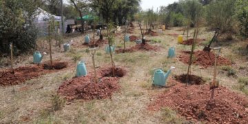 South Africa’s Billion-Tree Campaign Targets Jobs, Food Security, Greener Communities