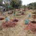 South Africa’s Billion-Tree Campaign Targets Jobs, Food Security, Greener Communities